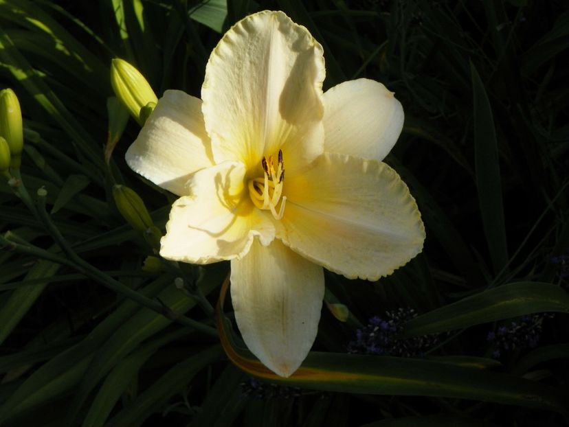 Arctic Snow - Hemerocallis 2017