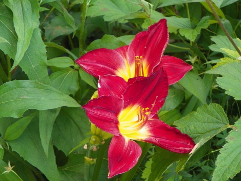 Scarlet Orbit - Hemerocallis 2017