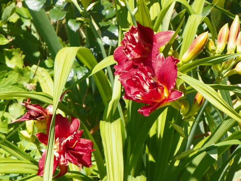 Double Firecracker - Hemerocallis 2017