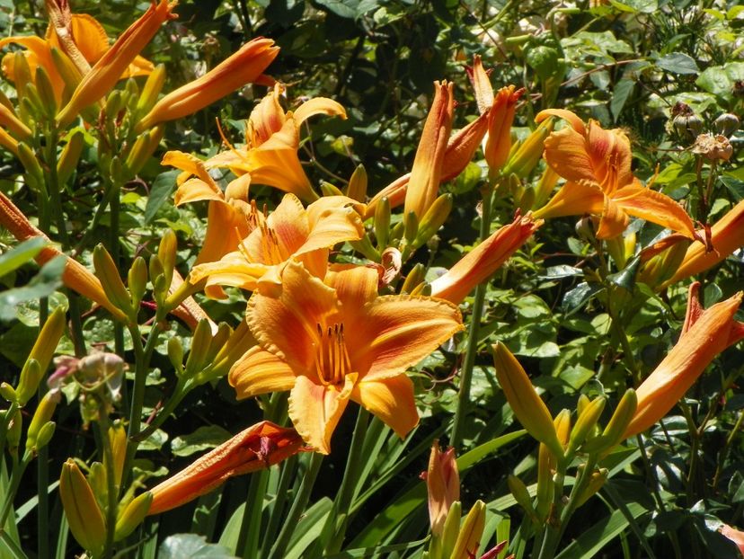 Indian Paintbrush - Hemerocallis 2017