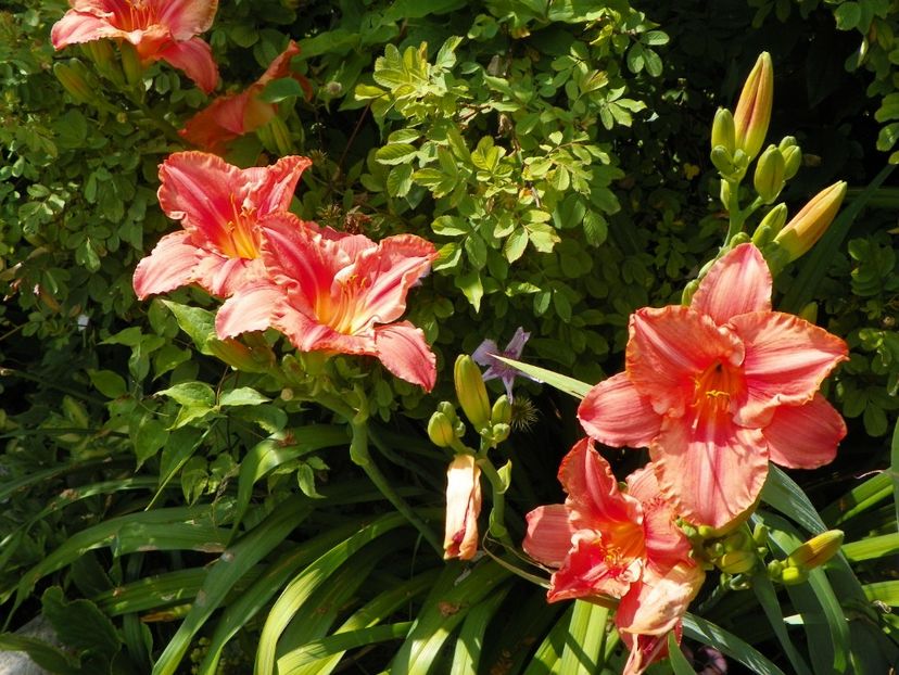 South Seas - Hemerocallis 2017