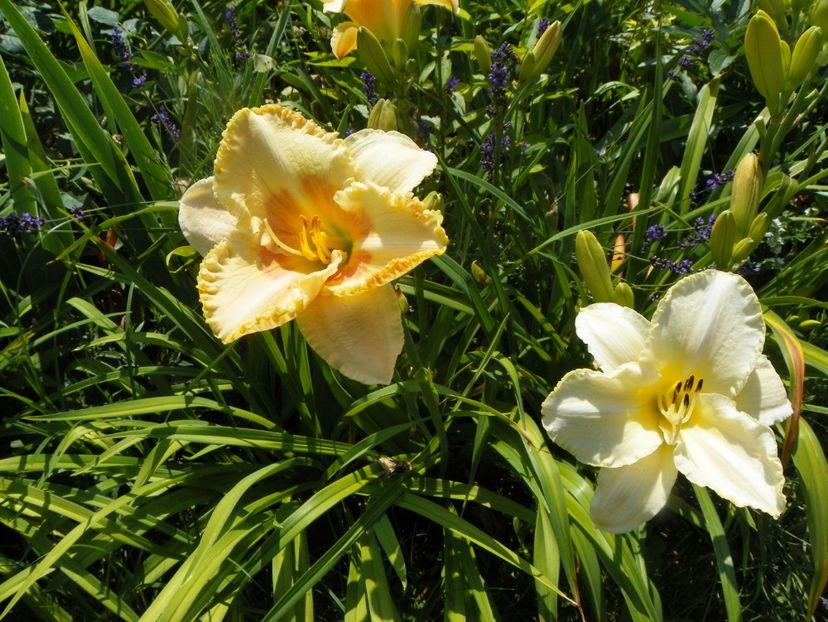 Wisest of Wizards si Arctic Snow - Hemerocallis 2017