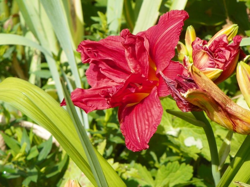 Double Firecracker - Hemerocallis 2017