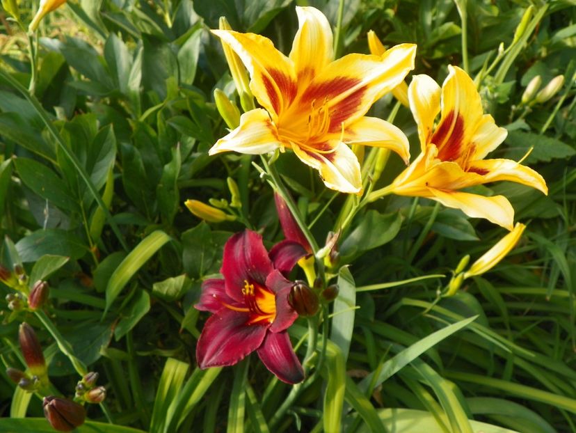 Bonanza si Starling - Hemerocallis 2017