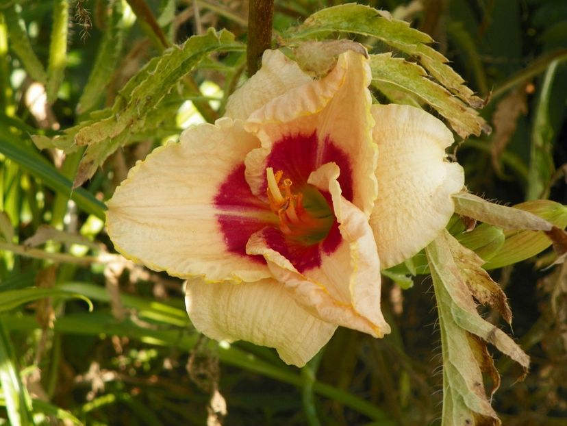 Siloam Gumdrop - Hemerocallis 2017