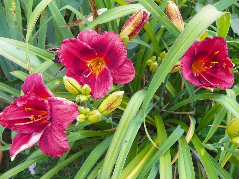 Siloam Showgirl - Hemerocallis 2017