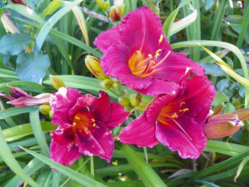 Siloam Showgirl - Hemerocallis 2017