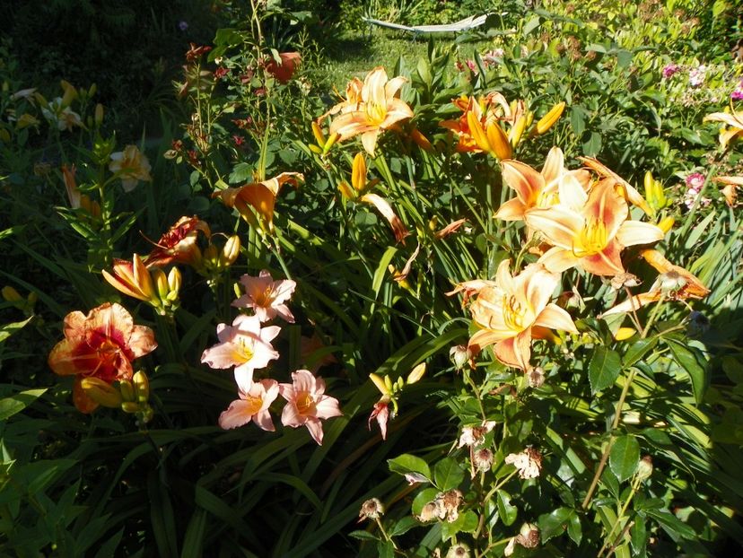 Tigger, Lovely Pink, Indian Paintbrush - Hemerocallis 2017