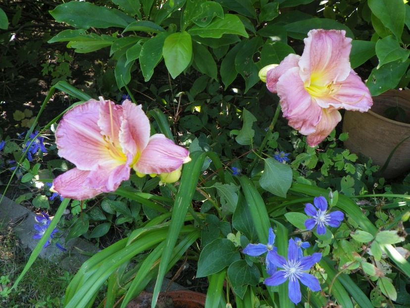 Chardonnay - Hemerocallis 2017