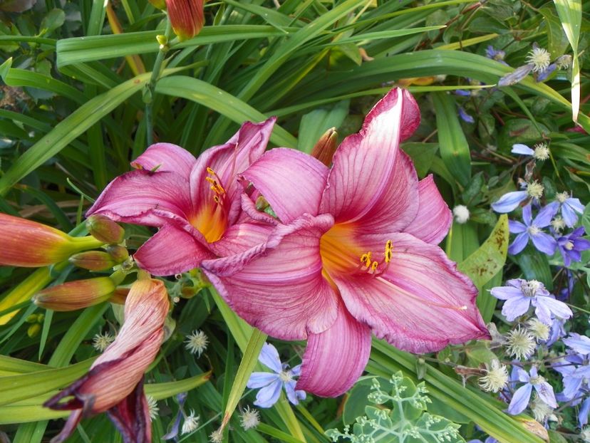 Chicago Royal Robe - Hemerocallis 2017