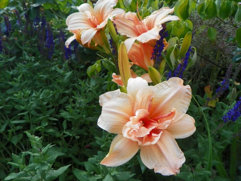 Double Dream - Hemerocallis 2017