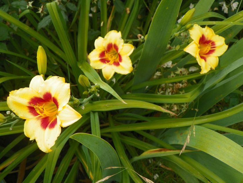 Little Cadet - Hemerocallis 2017