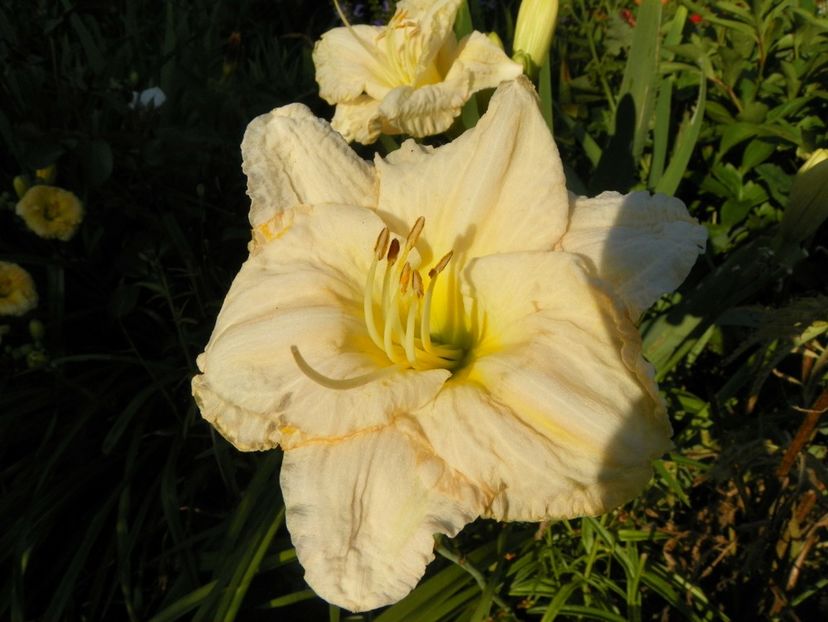 White Crinoline - Hemerocallis 2017