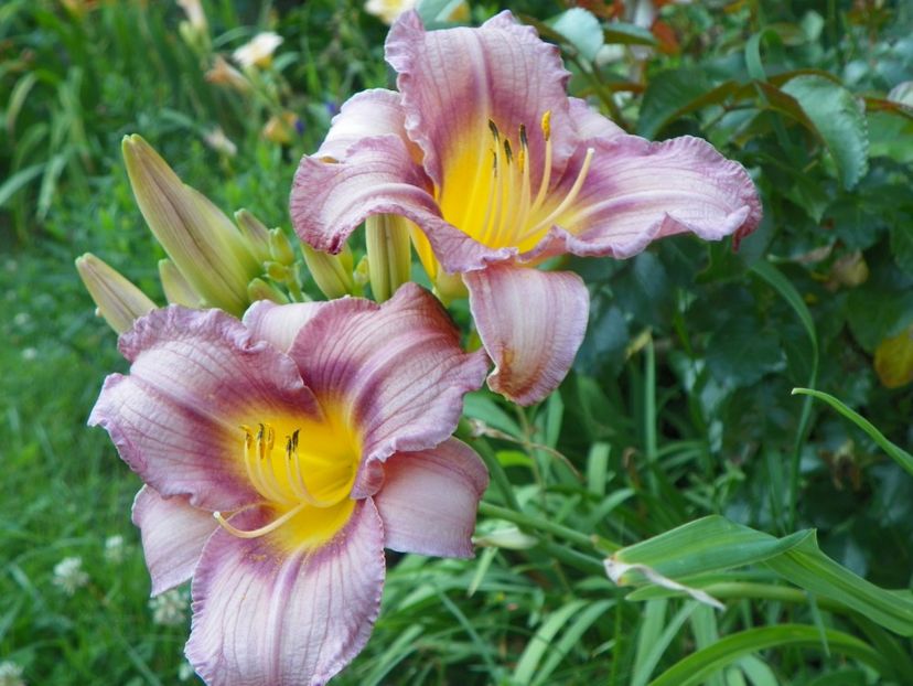 Little Fellow - Hemerocallis 2017