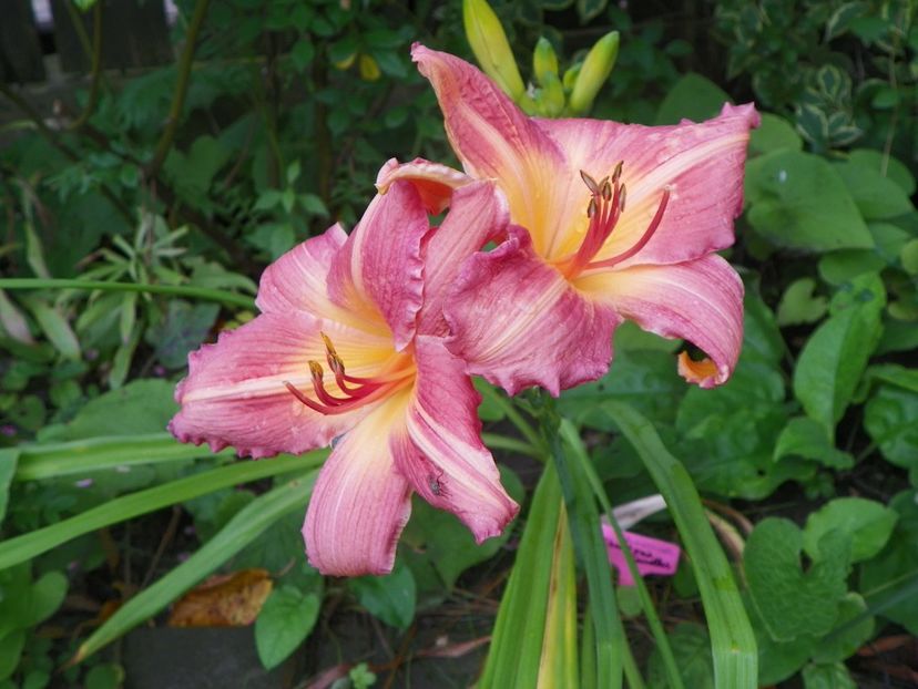 Christmas Candles - Hemerocallis 2017