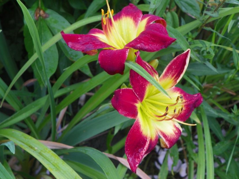 Christmas Is - Hemerocallis 2017