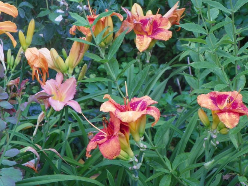 Tigger si Love that Pink - Hemerocallis 2017