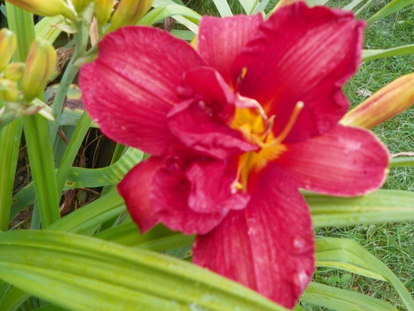 Double Firecracker - Hemerocallis 2017