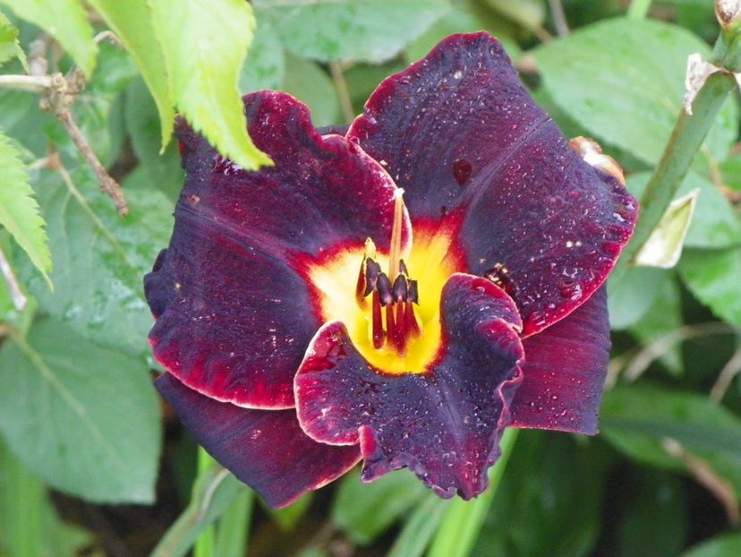 Diamant Noir - Hemerocallis 2017