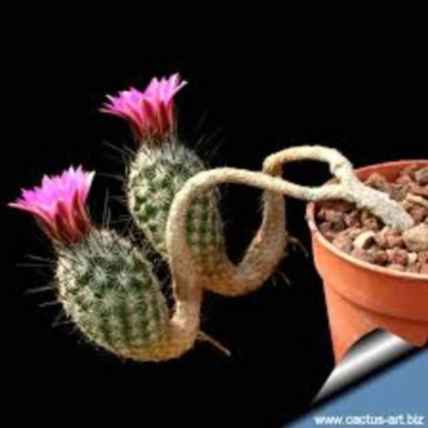 Gymnocactus subterraneus - achizitionat - Whish list pentru viata urmatoare1