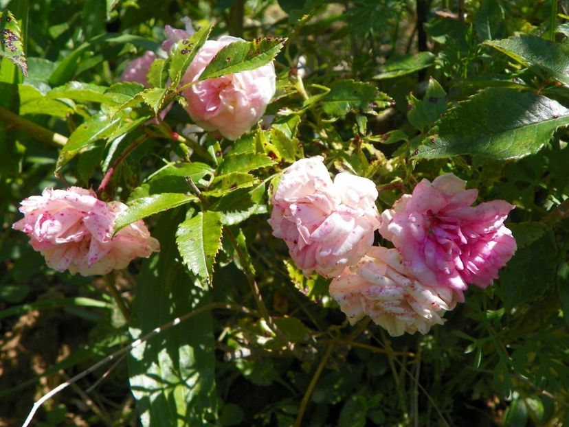 Pink Ghislaine de Feligonde - Trandafiri 2017 2