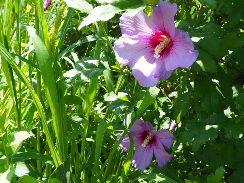 hibiscus syriacus - Dobarland 2017 2