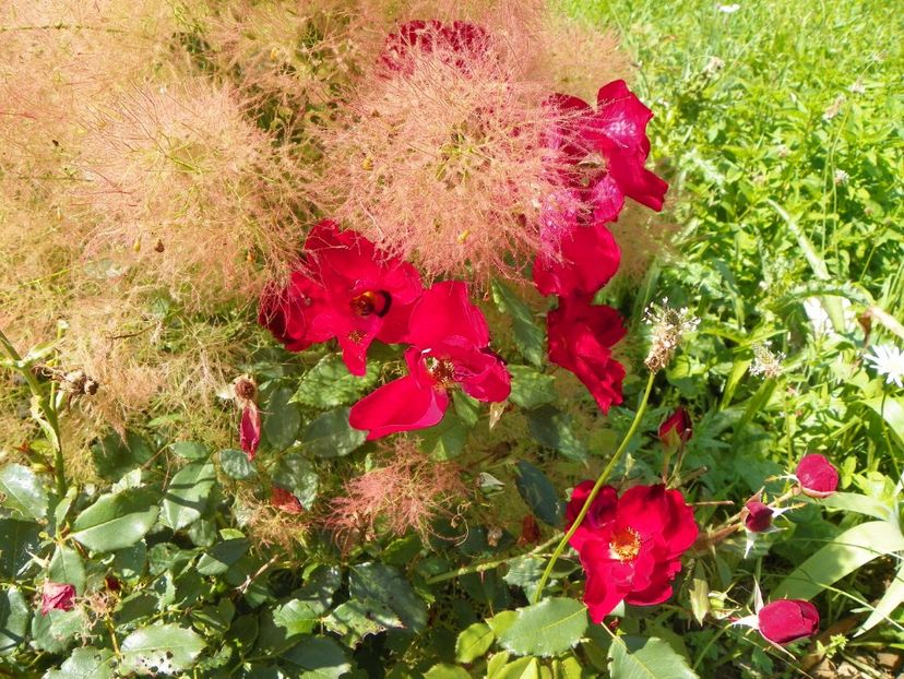 cotinus coggyria Young Lady si Zeelandia - Dobarland 2017 2