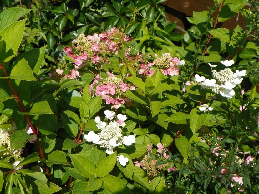 hydrangea Early Sensation - Dobarland 2017 2