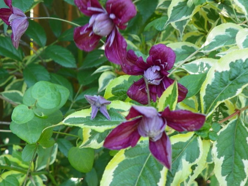 Purpurea Plena Elegans - Clematite 2017