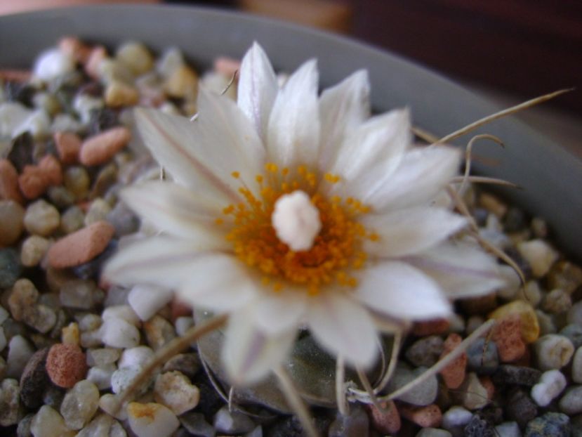 Turbinicarpus macrochele v. kupcakii - Cactusi 2017 continuare