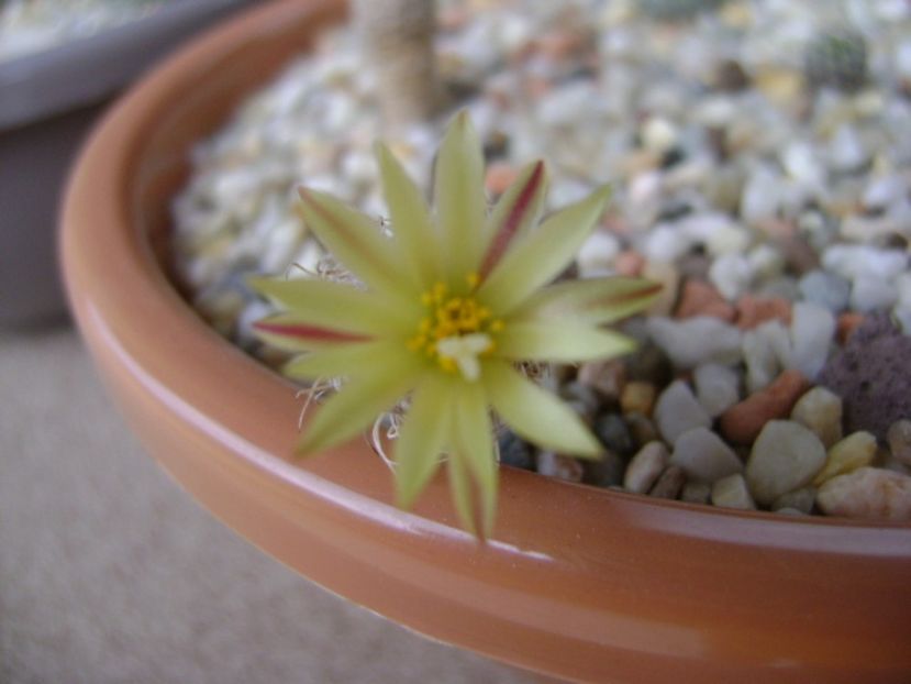 Turbinicarpus krainzianus v. minimus - Cactusi 2017 continuare