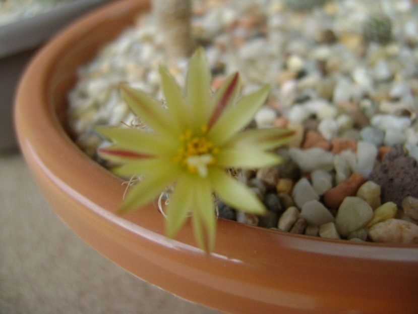 Turbinicarpus krainzianus v. minimus - Cactusi 2017 continuare