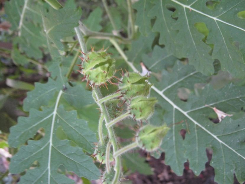 rosii salbatice - A-A Gradina de legume -fructe-plante aromatice si medicinale 2017