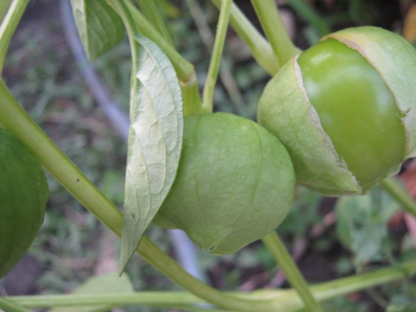 tomatillo - A-A Gradina de legume -fructe-plante aromatice si medicinale 2017