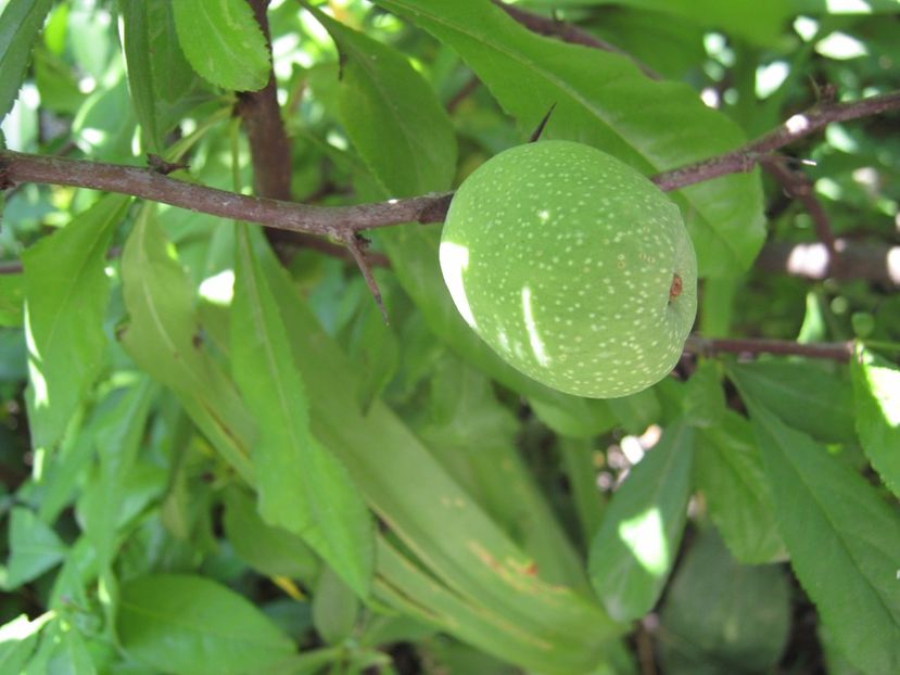 gutui japonez - A-A Gradina de legume -fructe-plante aromatice si medicinale 2017