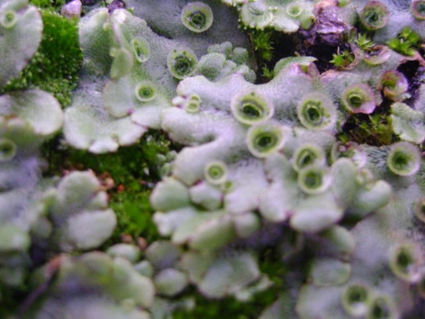 Marchantia polymorpha = Fierea pamantului - r Vara 2016-2017-2018-2019