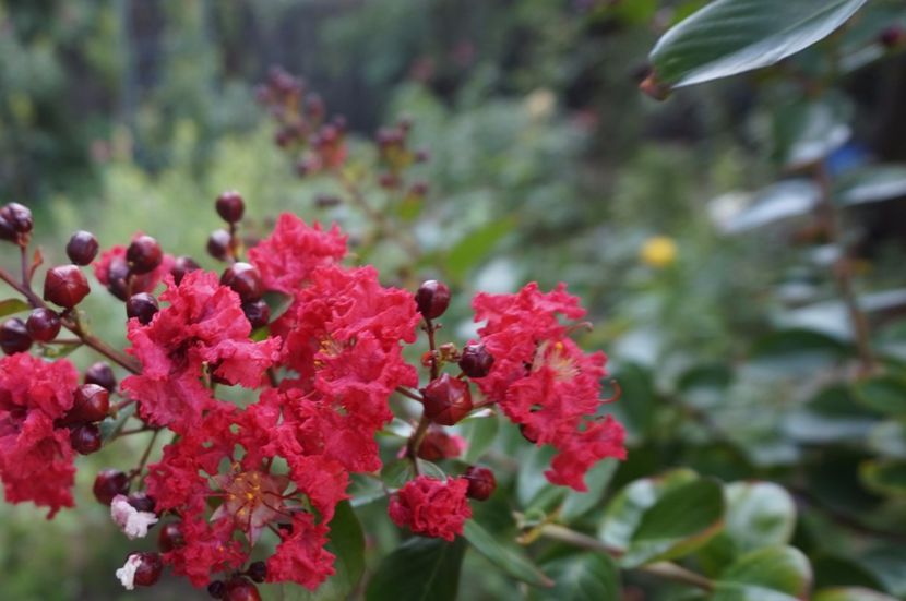  - Lagerstroemia indica