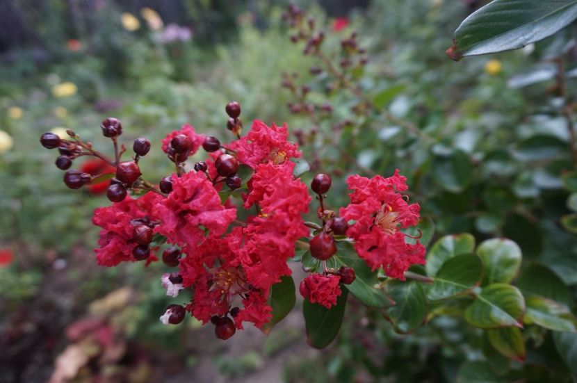  - Lagerstroemia indica