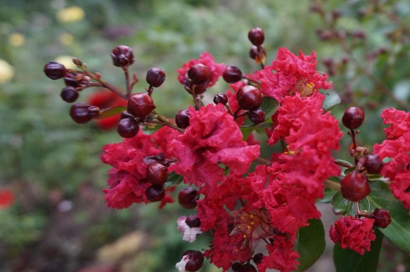  - Lagerstroemia indica