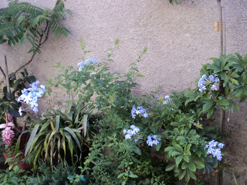 1 aug.plumbago bleu .Cel alb se mai lasa asteptat... - Vara