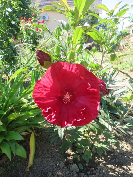  - Hibiscus Summerific Cranberry Crush 2017