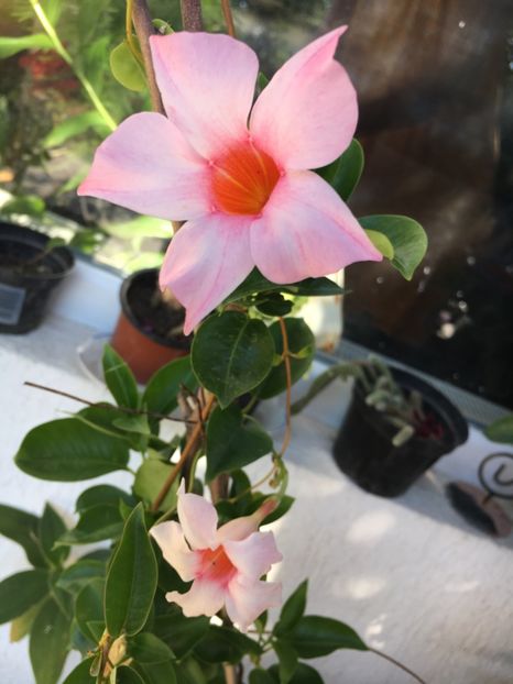  - Mandevilla 2017