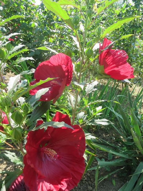  - Hibiscus Summerific Cranberry Crush 2017