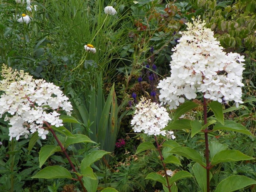 hydrangea pan. Vanille Fraise - Copacei si arbusti 2017