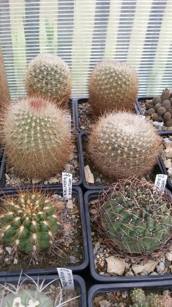  - AAA CACTUSI DE VANZARE 2017 COLECTIA