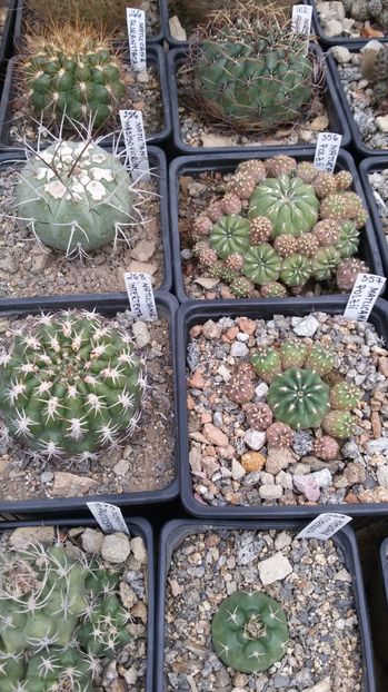  - AAA CACTUSI DE VANZARE 2017 COLECTIA