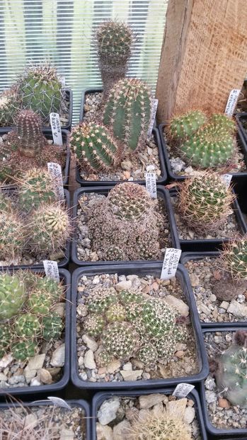  - AAA CACTUSI DE VANZARE 2017 COLECTIA