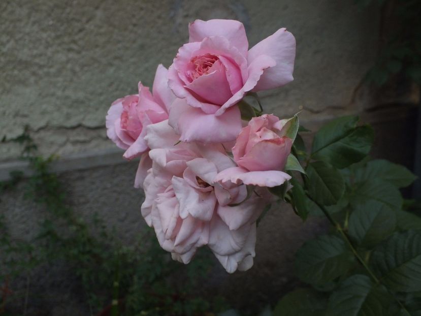  - Abbaye de Valsaintes