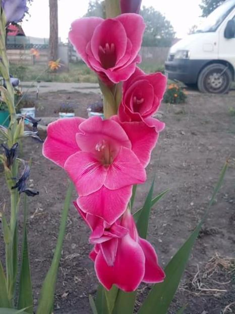  - Gladiole