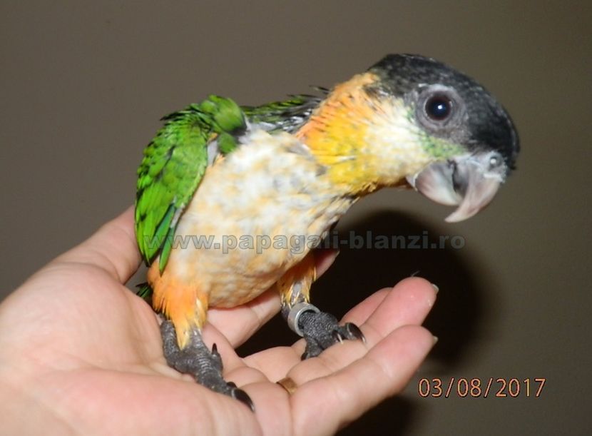 Caique - Blackheaded parrot - papagali blanzi Caique